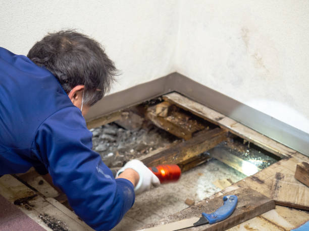 Best Commercial Mold Removal  in East Helena, MT