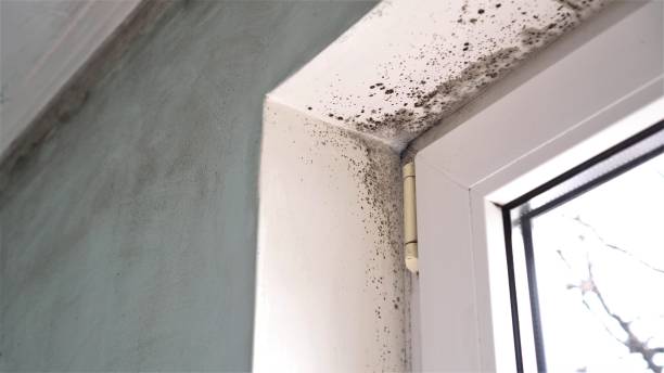 Certified Mold Removal in East Helena, MT