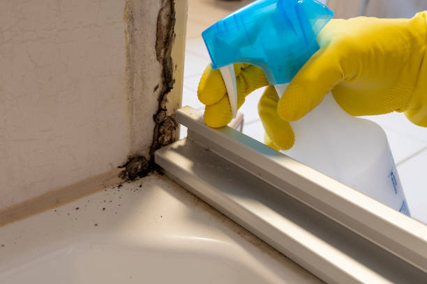 Best Toxic Mold Removal  in East Helena, MT