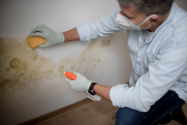 Best Residential Mold Removal  in East Helena, MT