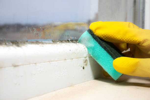 Best Mold Remediation Experts  in East Helena, MT