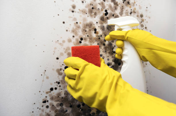 Best Affordable Mold Removal  in East Helena, MT
