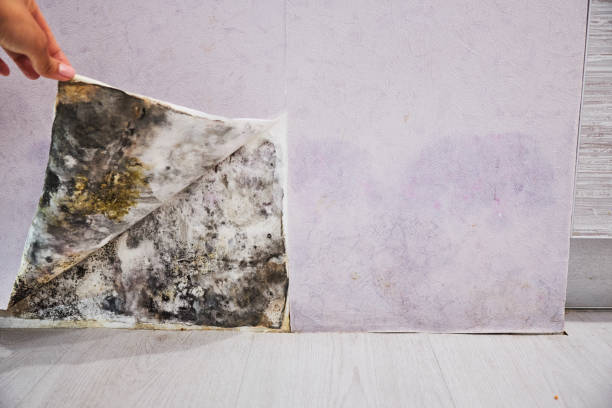 Best Mold Removal Company Near Me  in East Helena, MT
